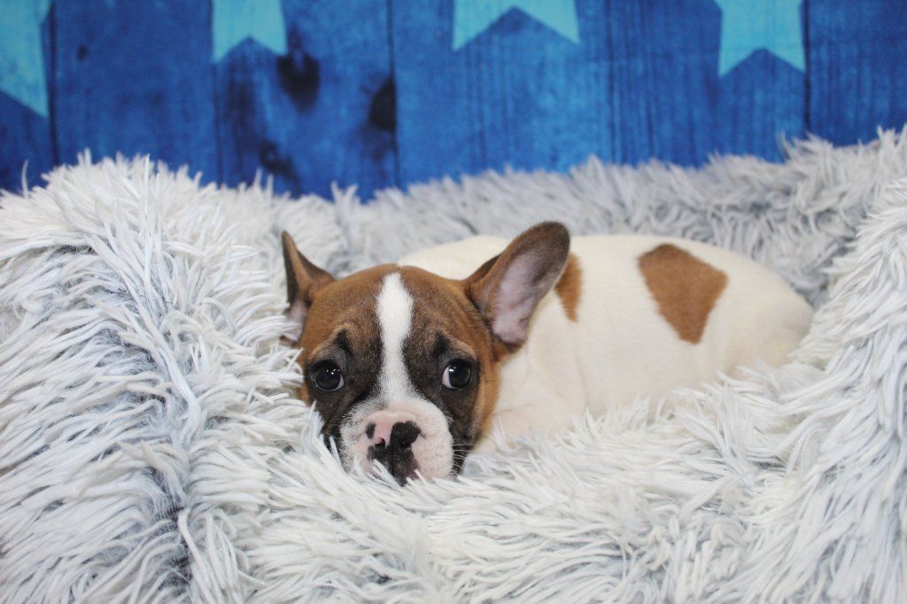 AKC French Bulldog