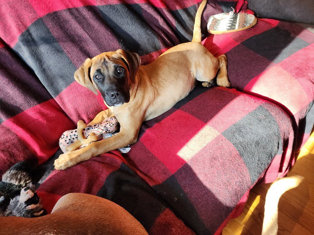 Mastiff puppy