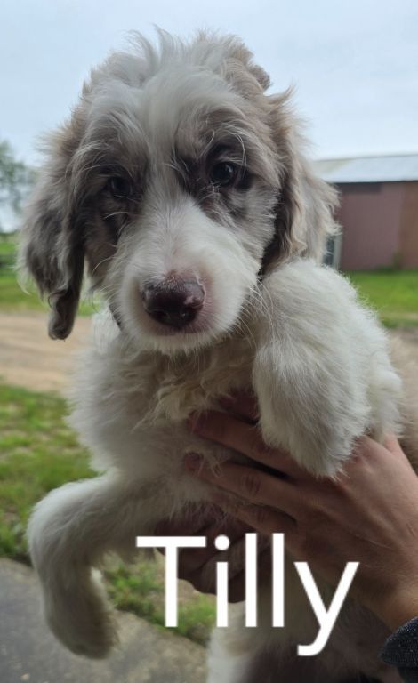 Aussiedoodle