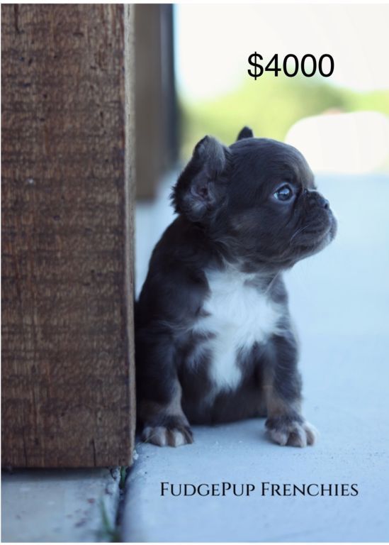 French bulldog