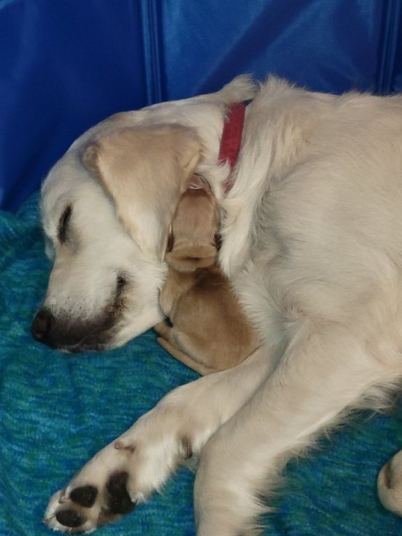 AKC Golden Retrievers