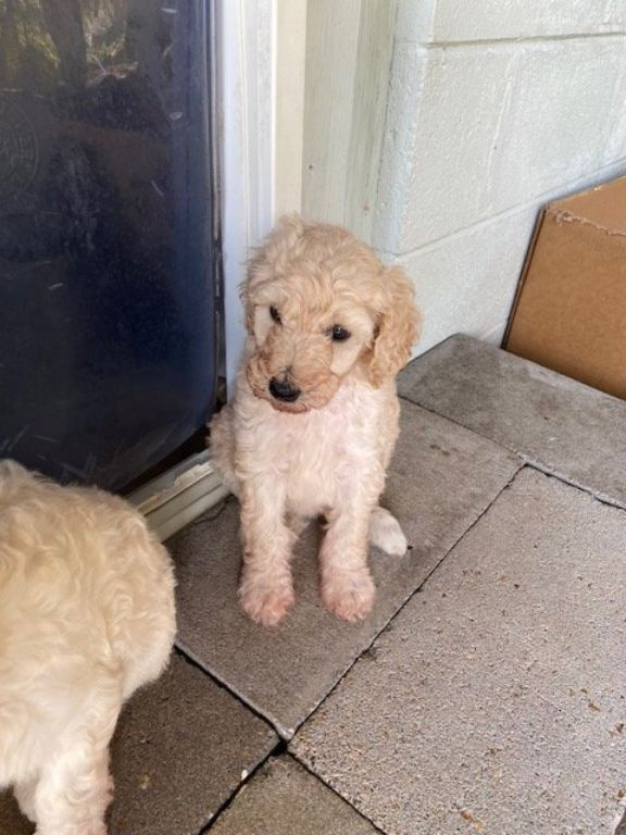 Standard Poodle Puppies