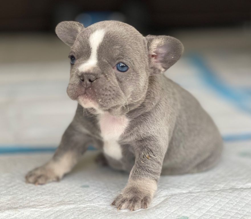 French Bulldog Puppies