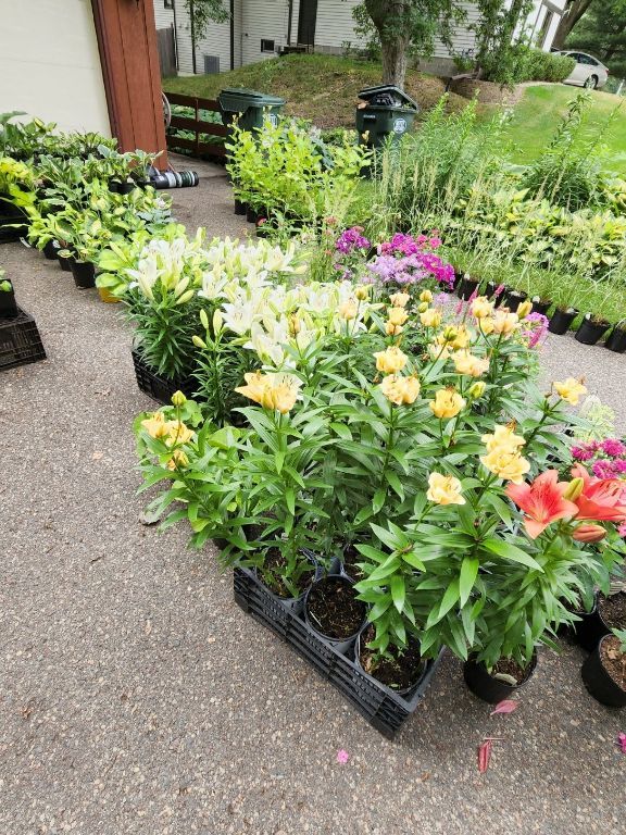 Perennial Plant Sale - 2023