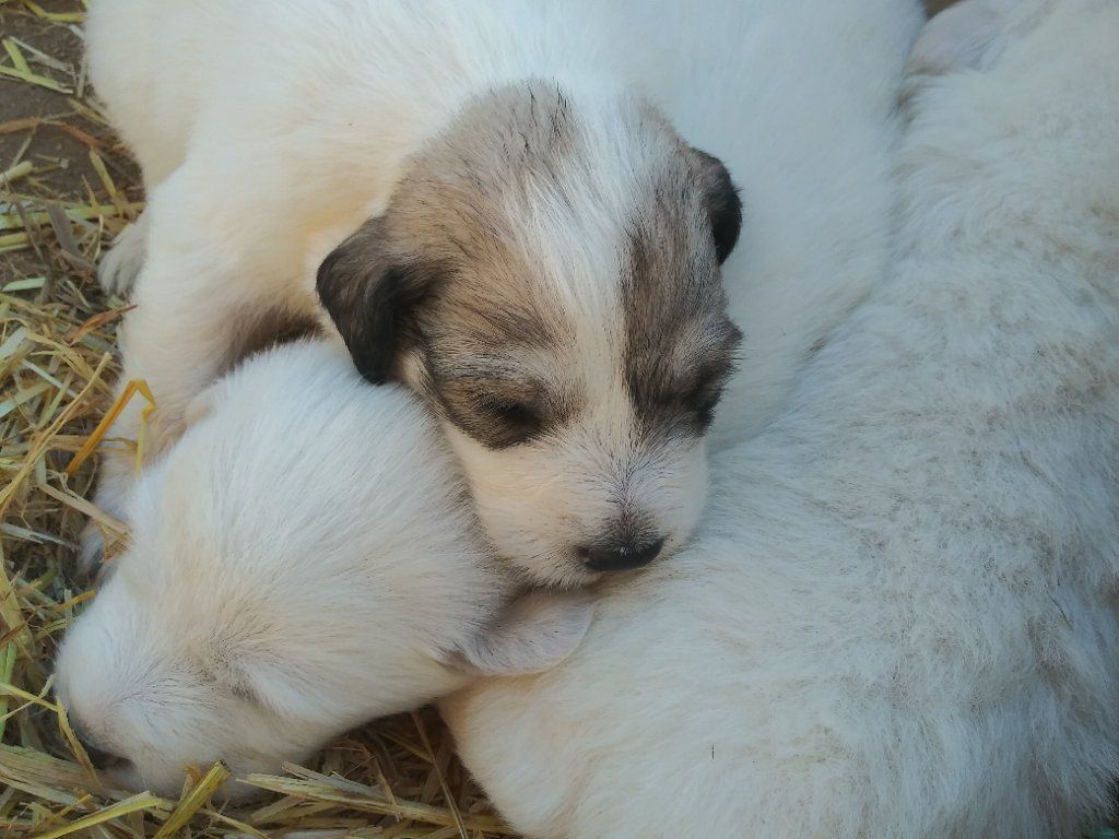 Great Pyrenees puppies