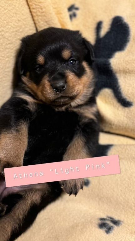 AKC German Rottweiler Puppies