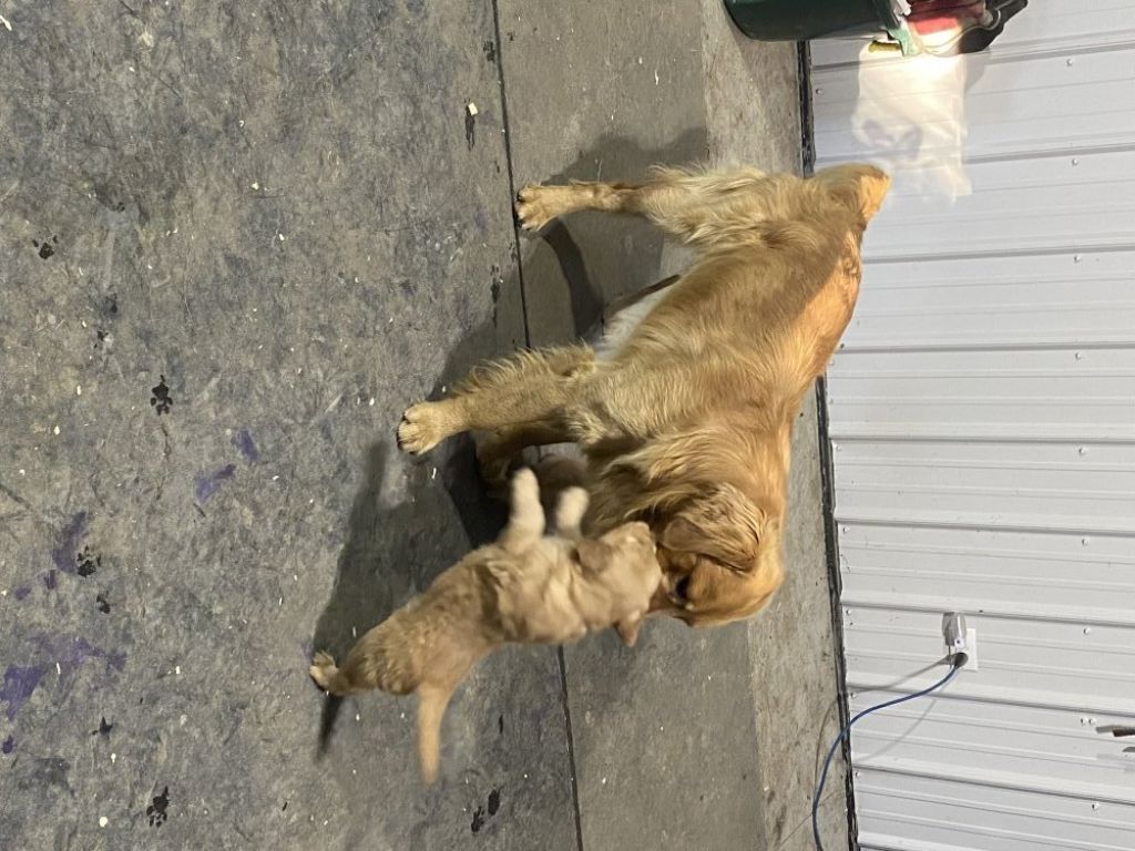 Adorable Golden Retriever pups