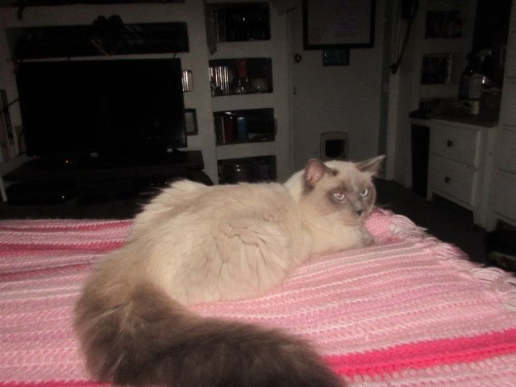 For sale ragdoll kittens