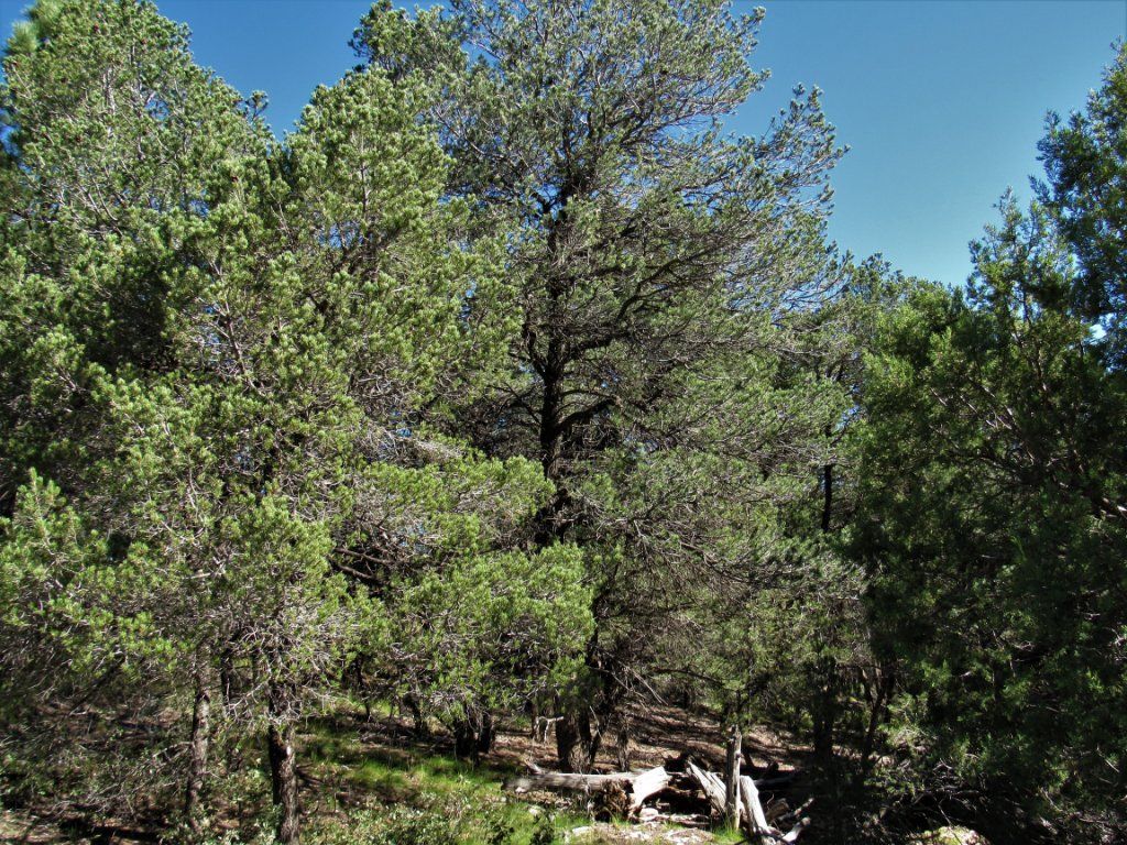 201 Cresta Loma Dr. Timberon, nm