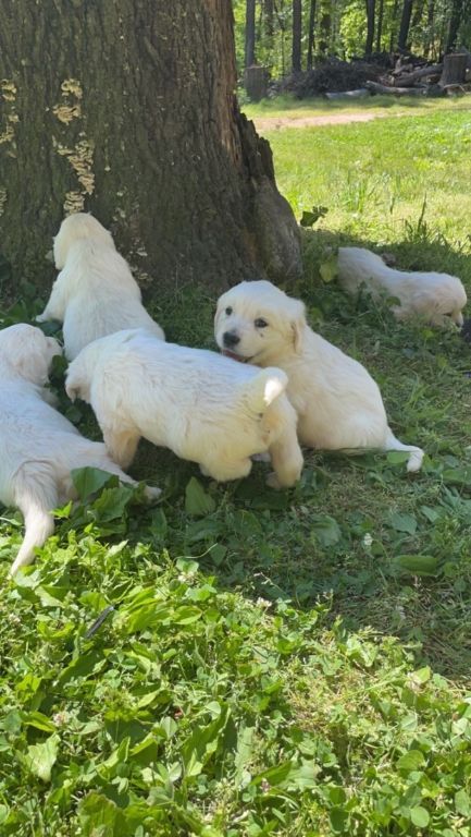 AKC English Cream Golden Retriever Puppies