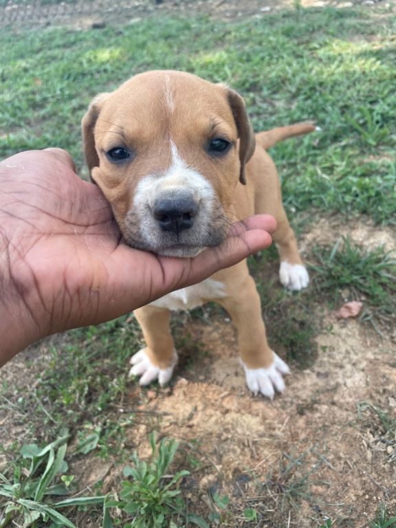 Pitbulls for sale