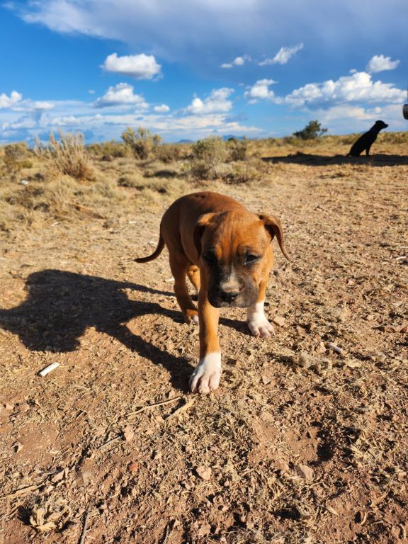 Large Boxer/Pitbulls