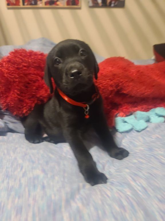 Female pups