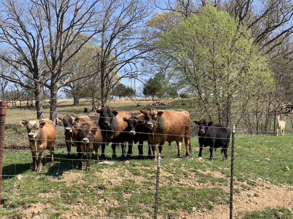 MINIATURE JERSEY BULLS - A2/A2 & POLLED