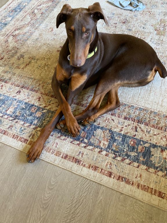 Purebred Doberman pincher for adoption fee