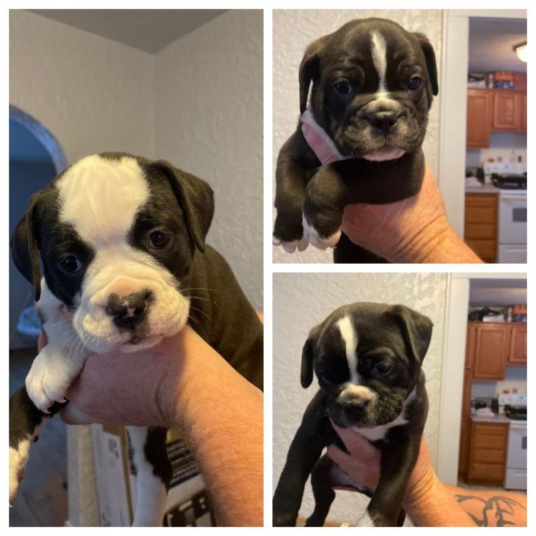 Purebred Old English bull dog puppies