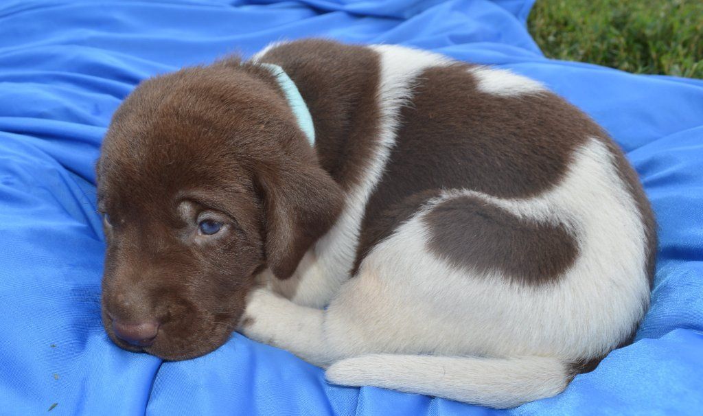 Labrador Hybrid Retriever Puppies & Started Dogs