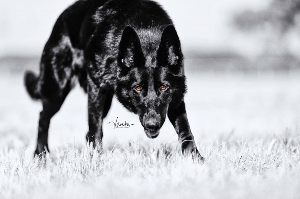 Husband for my female