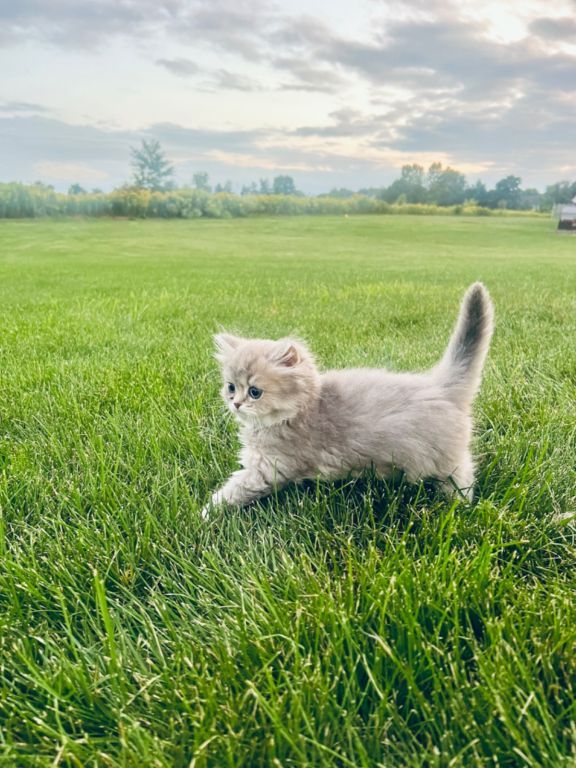 Scottish kitten