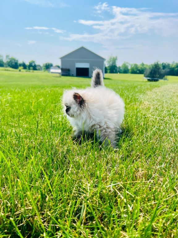 Persian kittens