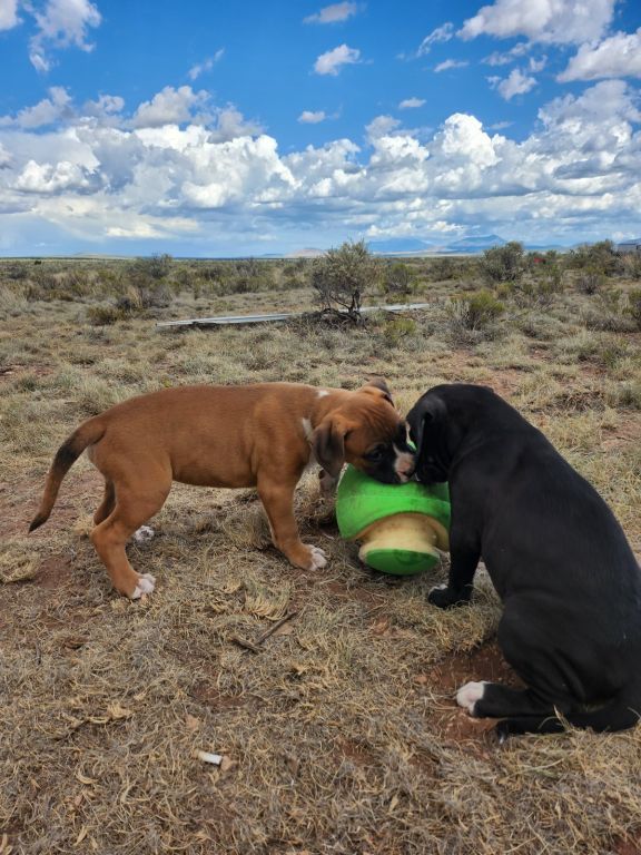 Large Boxer/Pitbulls