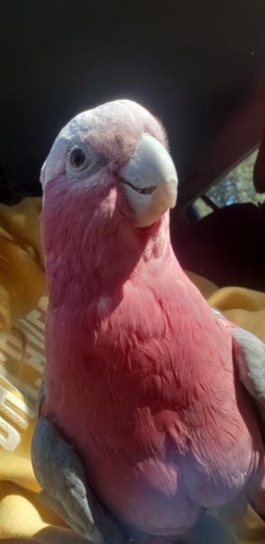 Rose Breasted Cockatoo