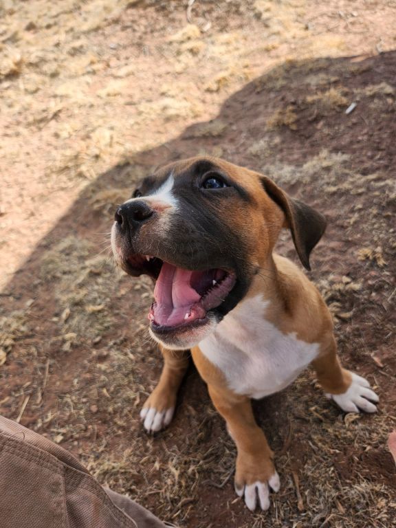 Large Boxer/Pitbulls