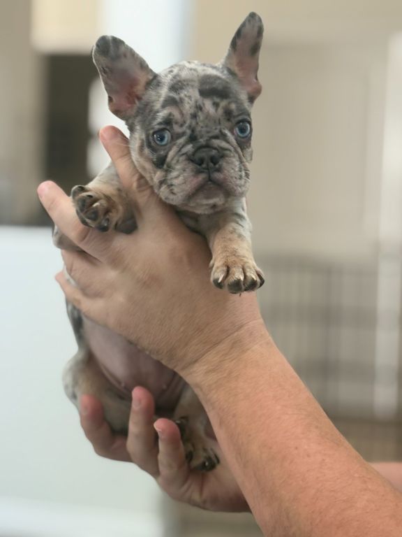 French Bulldog Puppies