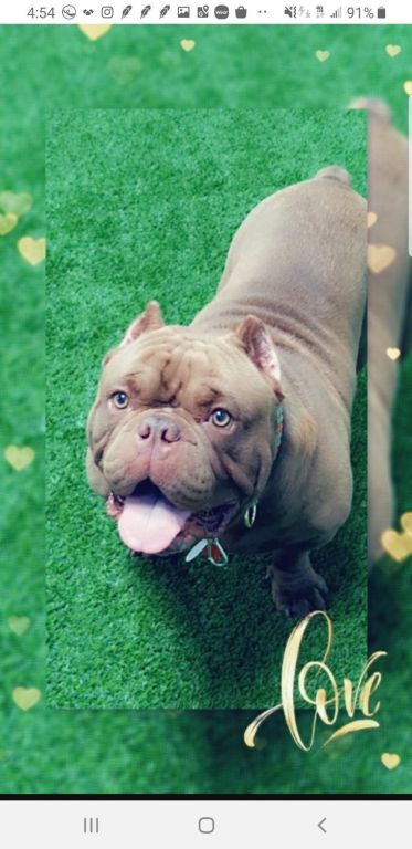 Exotic Bully Availa-BULL