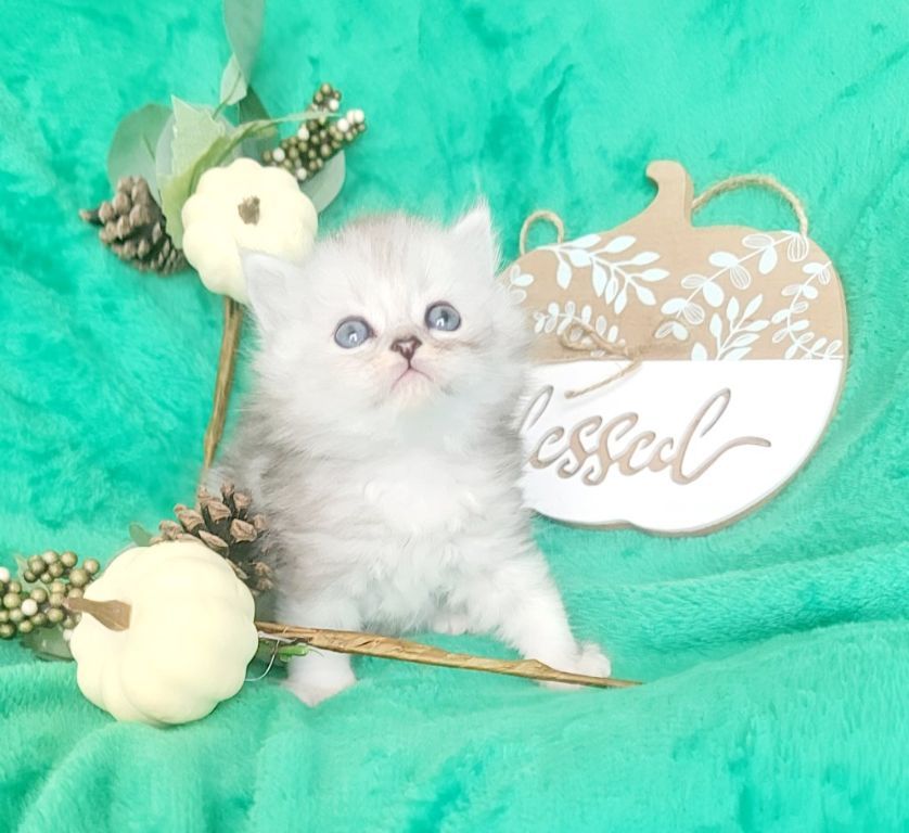 Silver Shaded Dollface Persian kittens