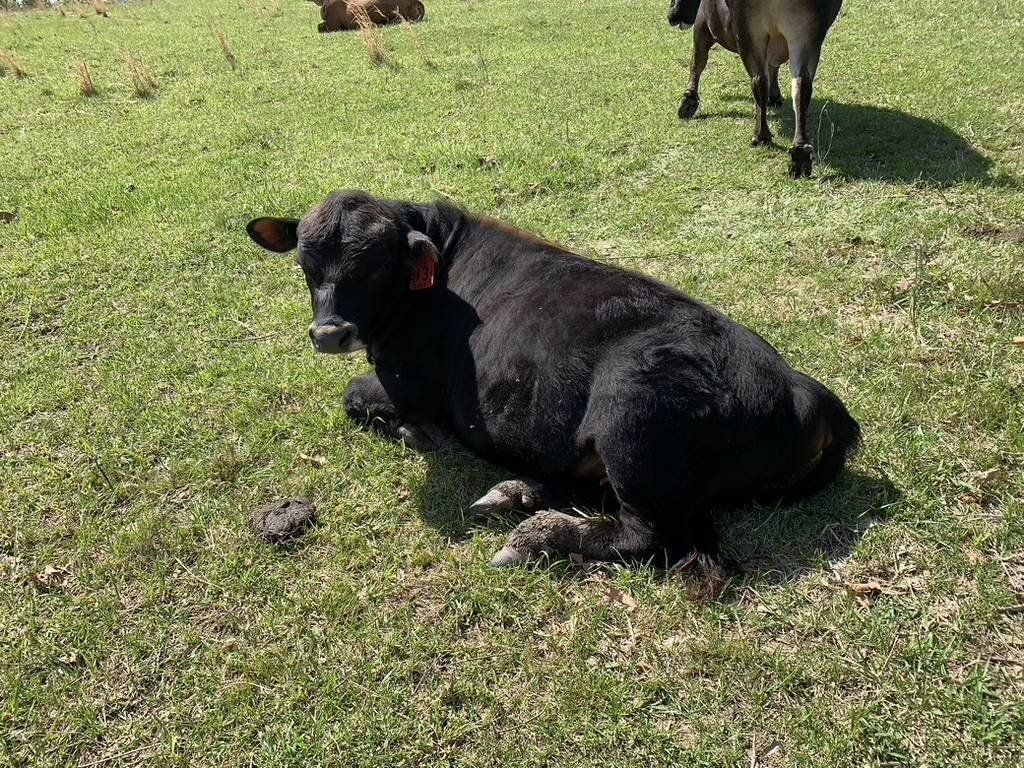 MINIATURE JERSEY BULLS - A2/A2 & POLLED
