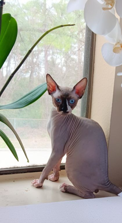 Handsome Sphynx Kitten White Male