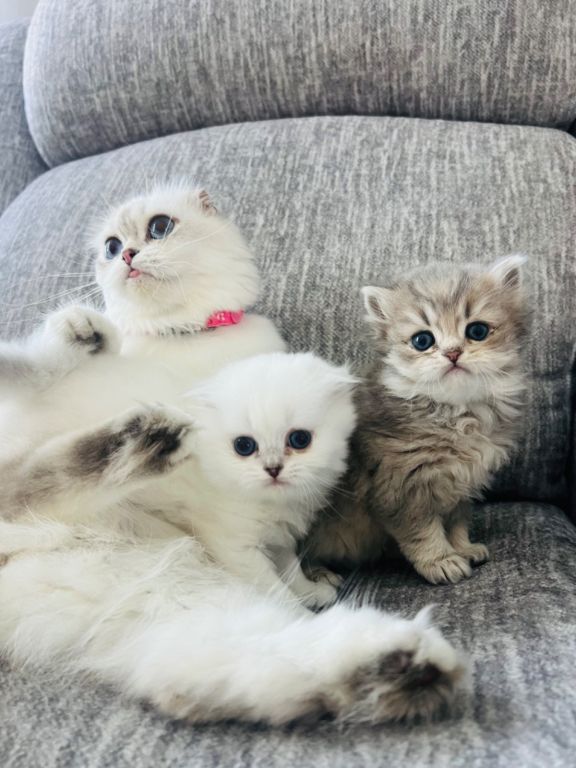 Scottish longhair kitten