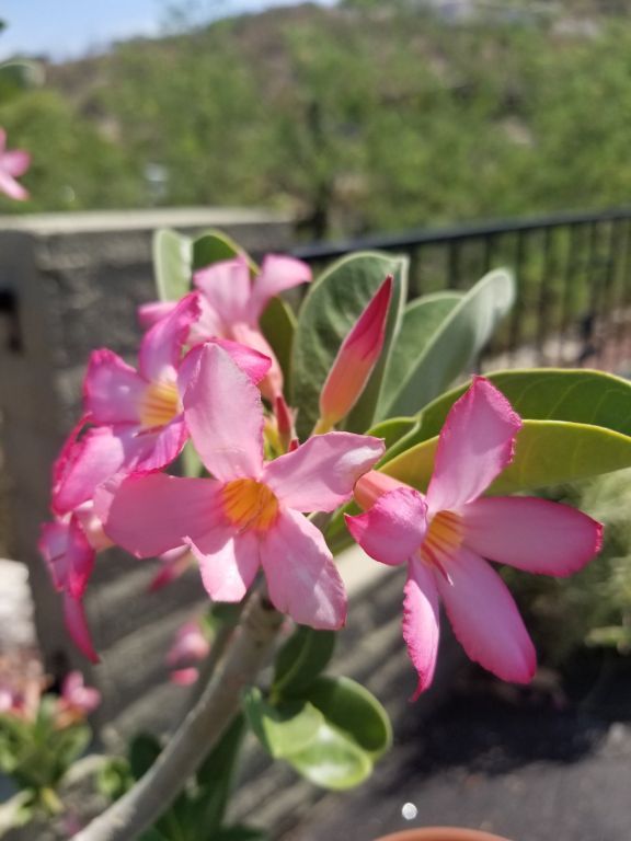 Cacti & Plant Sale!  EVERYTHING MUST GO!!!!