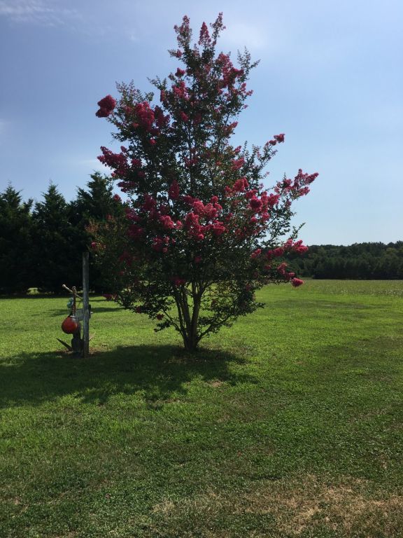 14.9 Acres With Mobile Home Near Parksley VA - SOLD!