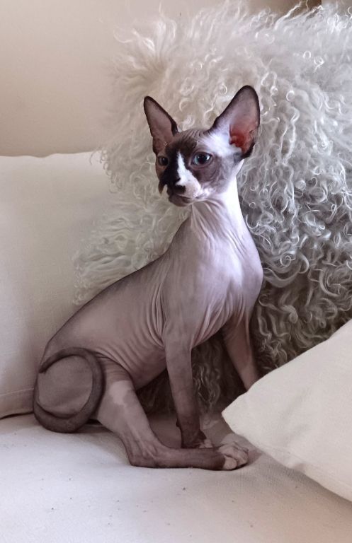 Handsome Sphynx Kitten White Male