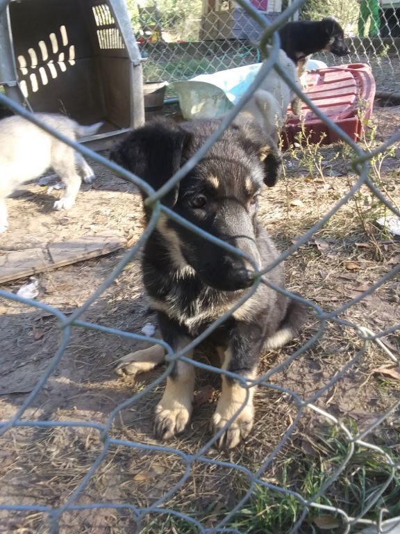 German shepherd puppies