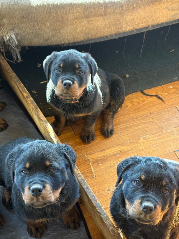 Rottweiler puppies