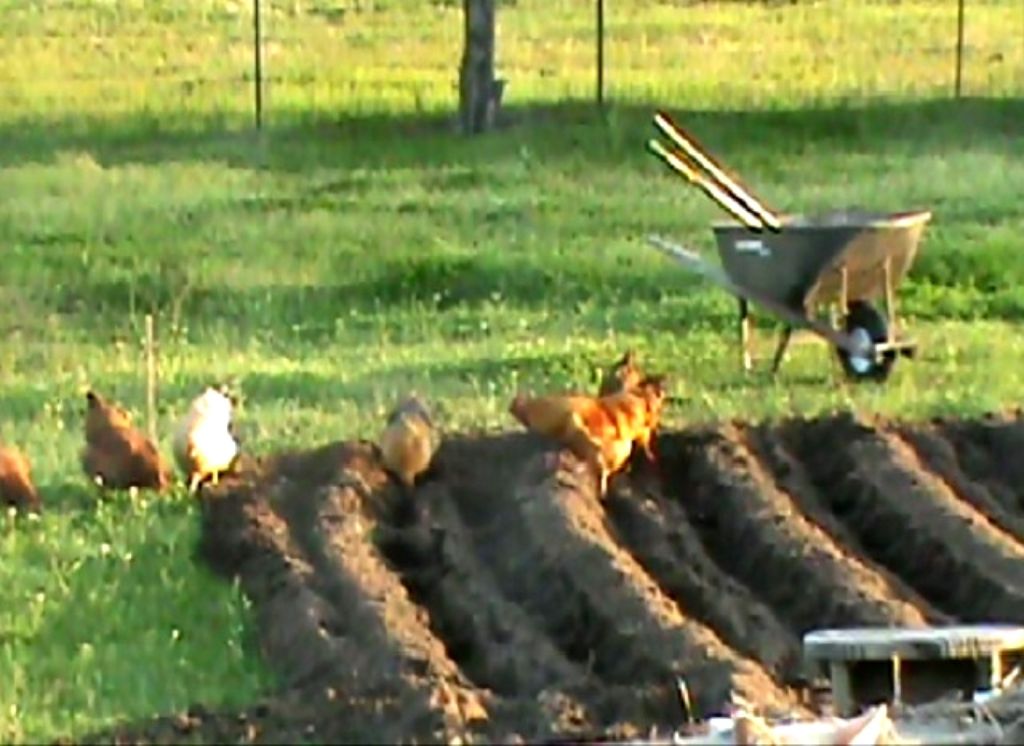 CHRISTMAS SPECIAL- Portable Chicken Yard (Garden) Fence Posts For Free Range Chicken Coop