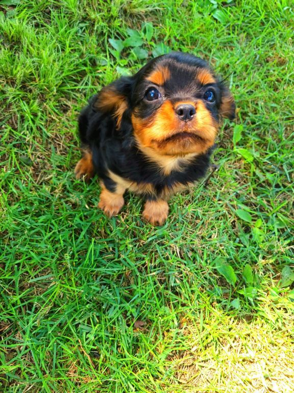 Cavalier King Charles Spaniel