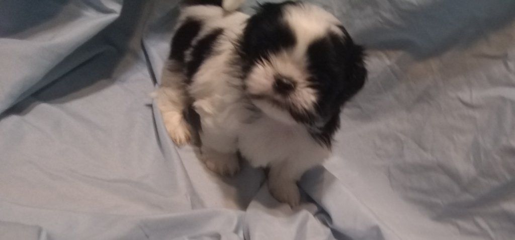 Tiny Imperial AKC Shih Tzu Puppies M-F