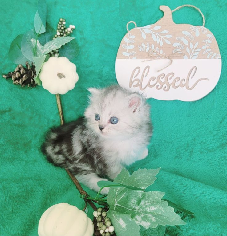 Silver Shaded Dollface Persian kittens