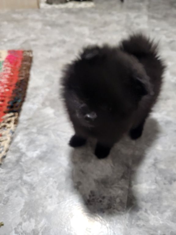 Pomeranian puppy