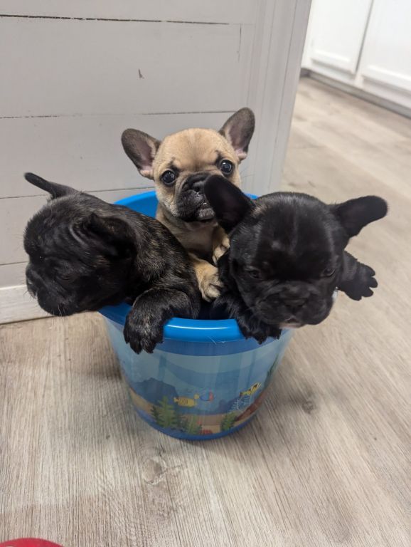 French bulldog puppies