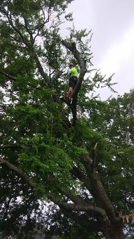 DTC Tree Service