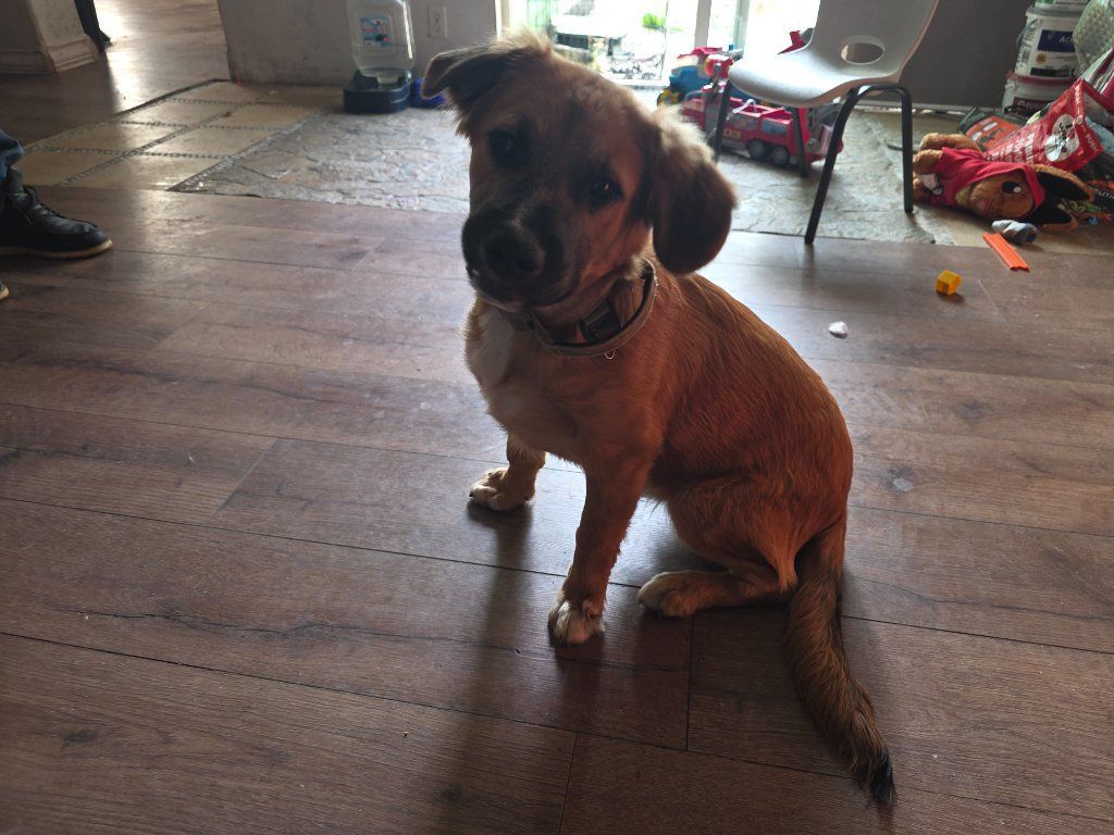 Doxhound german shepard 8 months male