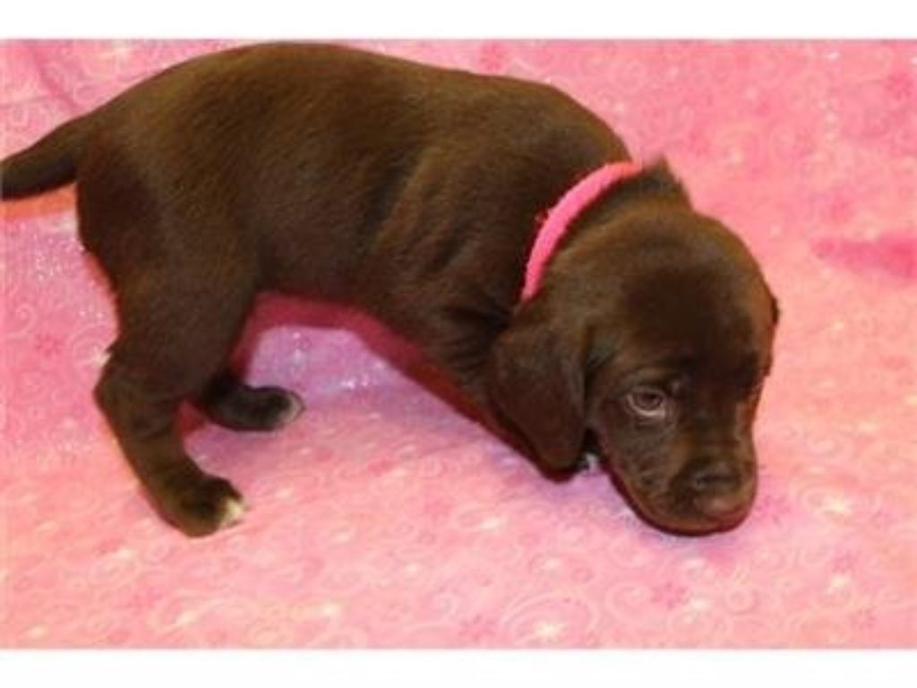 Labradir Retriever Hybrid Retriever Puppies & Started Dogs
