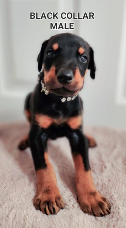 Doberman Pinscher puppies