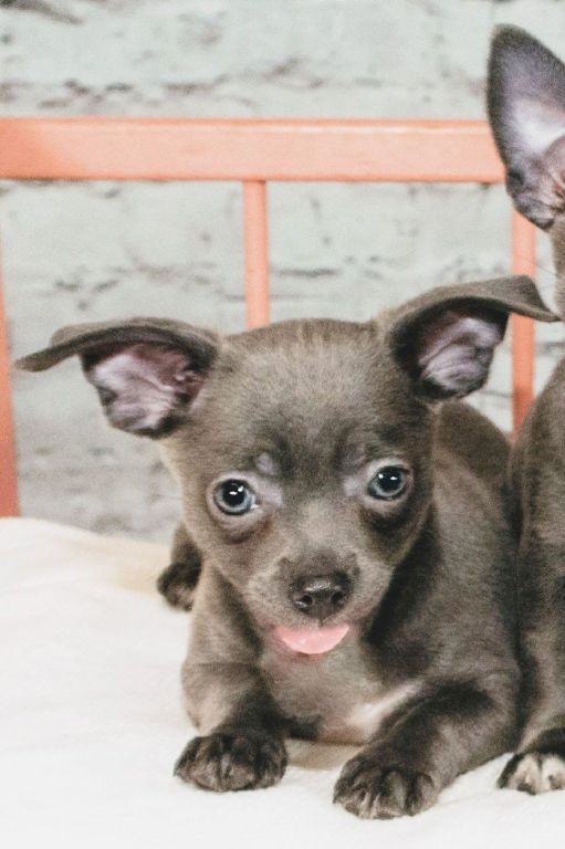 CKC Blue Male Chihuahua