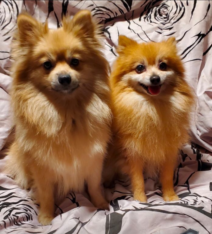 Jamie Smith Puppy Midwife